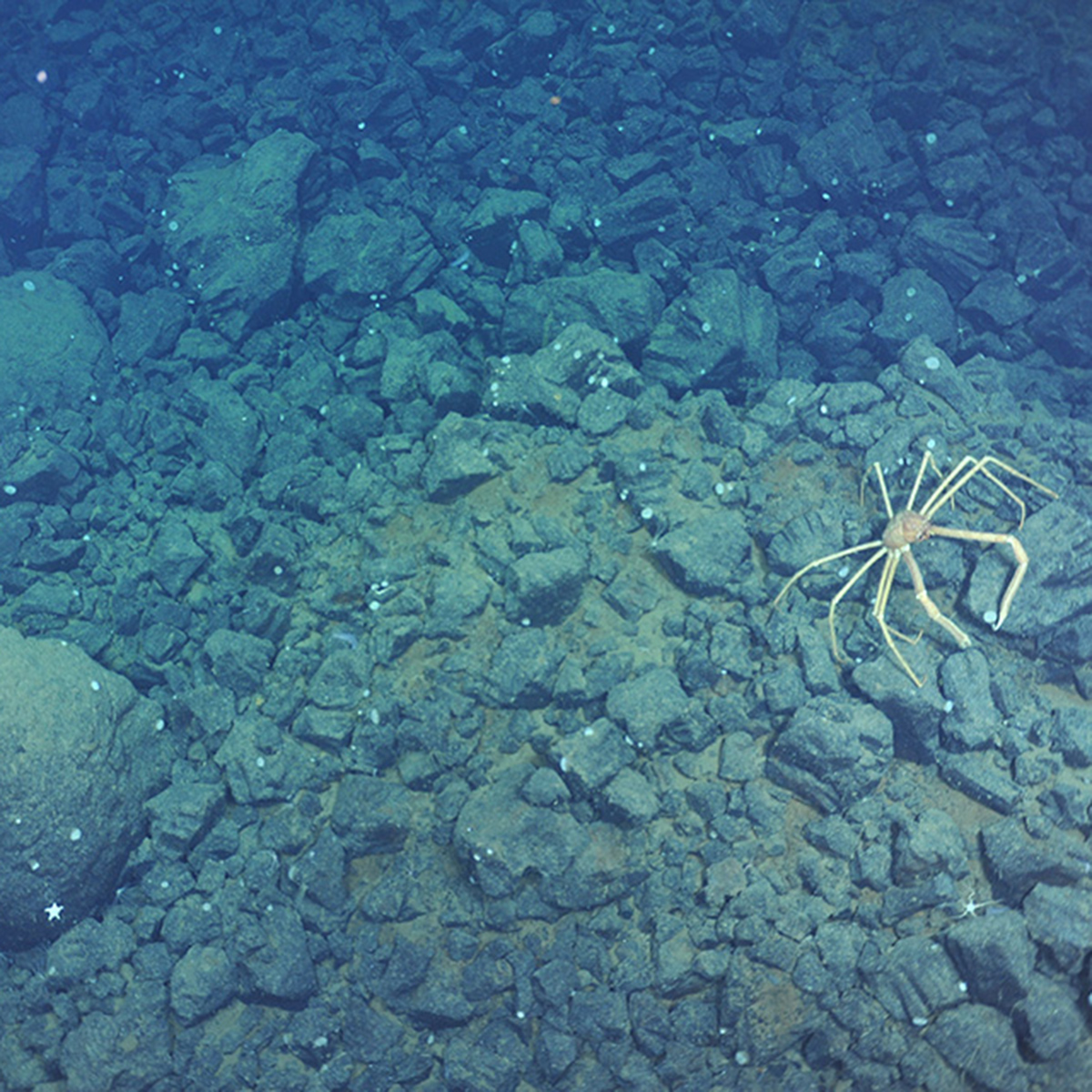 Basalt rock pile on ocean floor with a crab